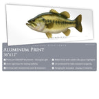 Largemouth Bass - Side View