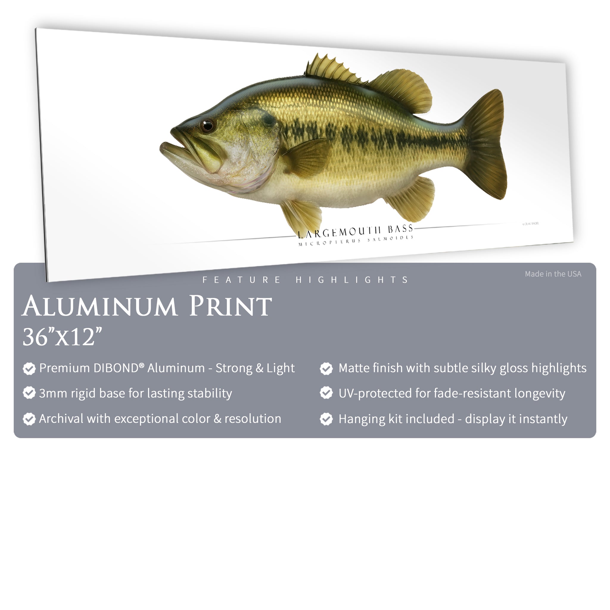 Largemouth Bass - Side View