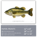 Largemouth Bass - Side View