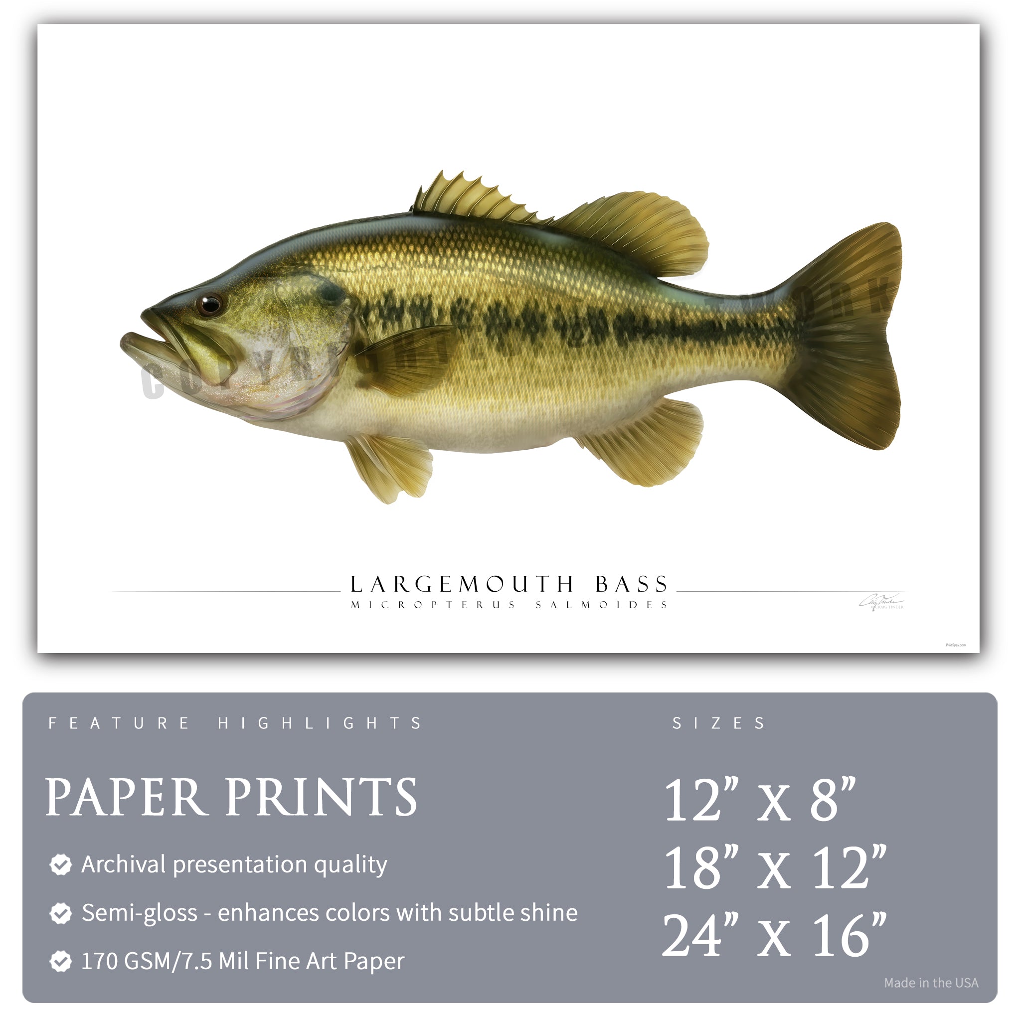 Largemouth Bass - Side View