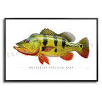 Butterfly Peacock Bass - Side View