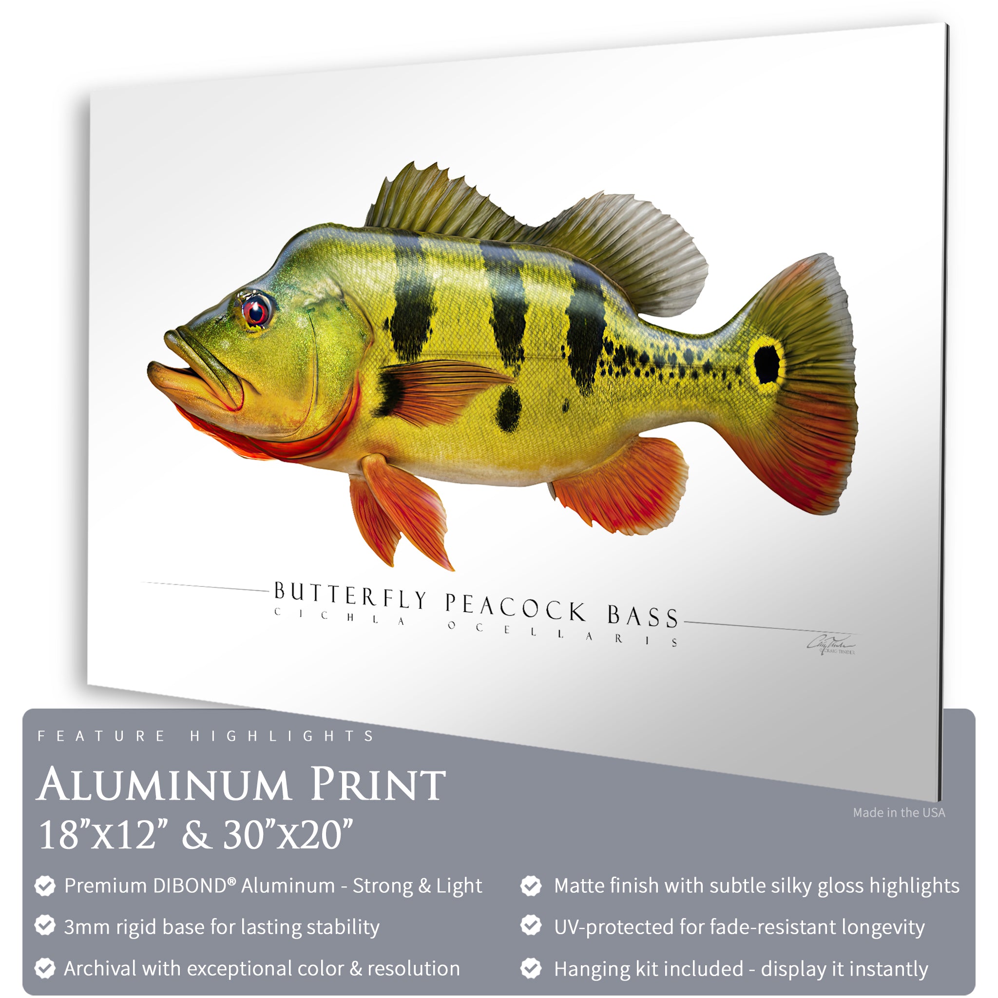 Butterfly Peacock Bass - Side View