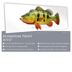 Butterfly Peacock Bass - Side View