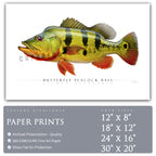 Butterfly Peacock Bass - Side View