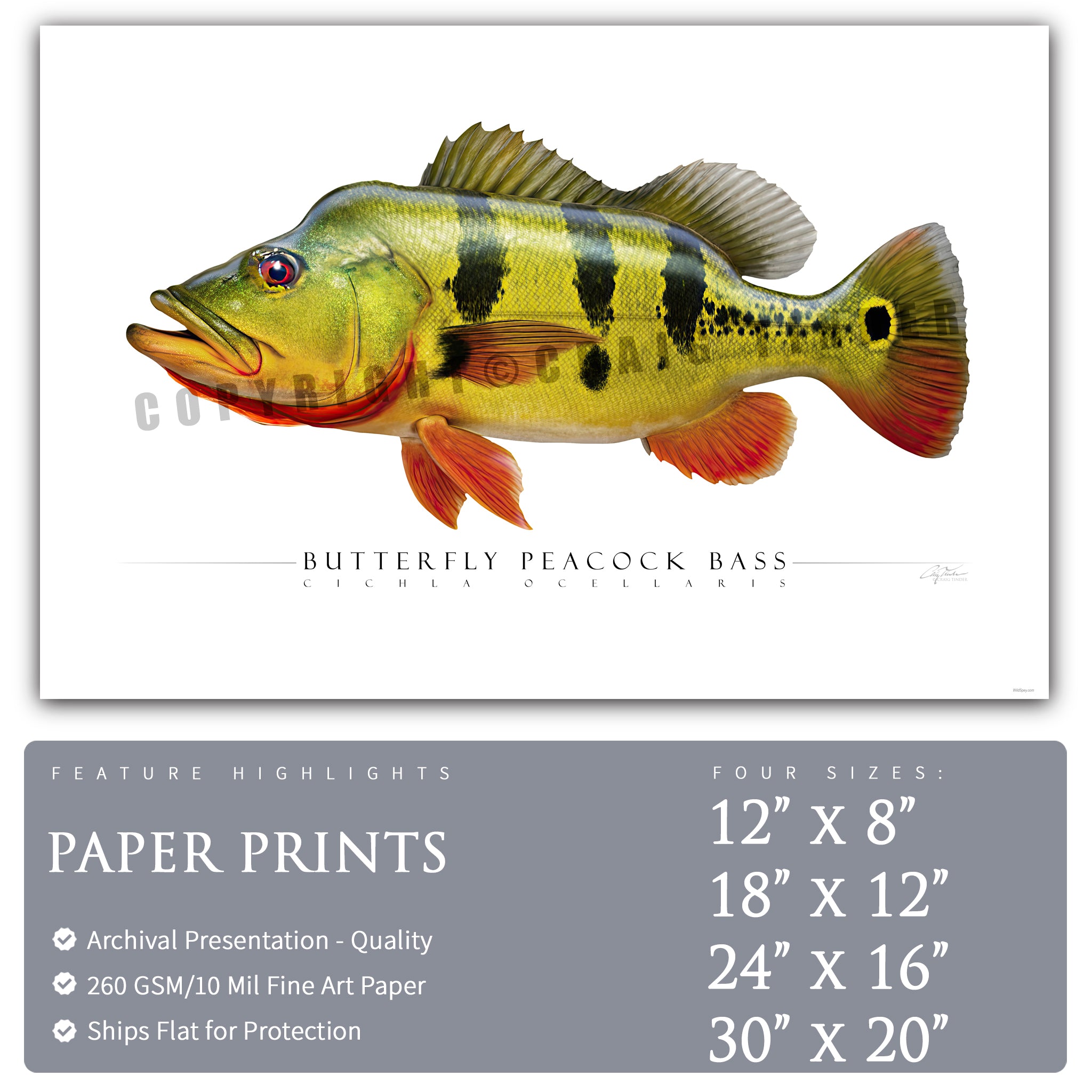 Butterfly Peacock Bass - Side View