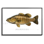 Smallmouth Bass - Side View