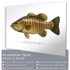 Smallmouth Bass - Side View