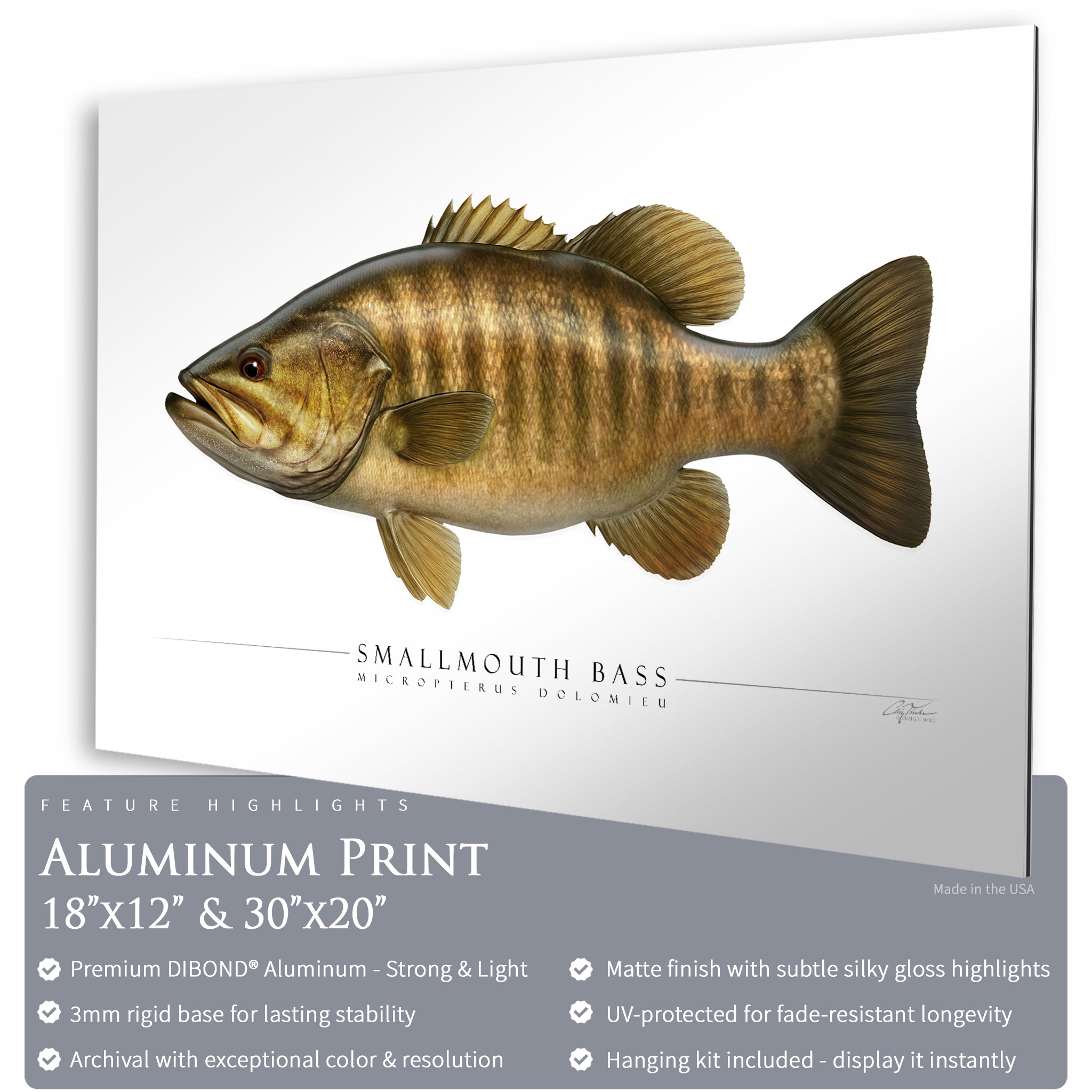 Smallmouth Bass - Side View