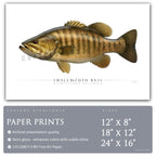 Smallmouth Bass - Side View