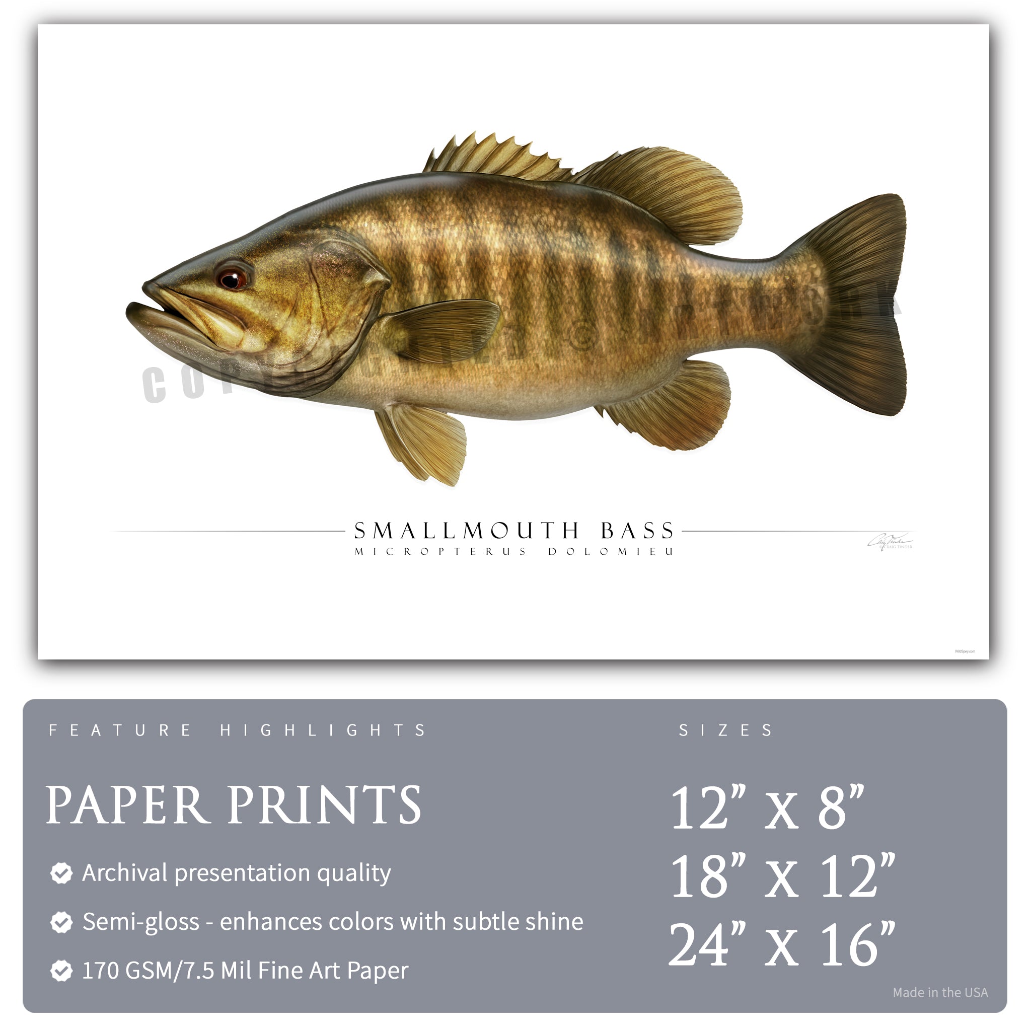 Smallmouth Bass - Side View