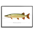 Muskellunge - Side View