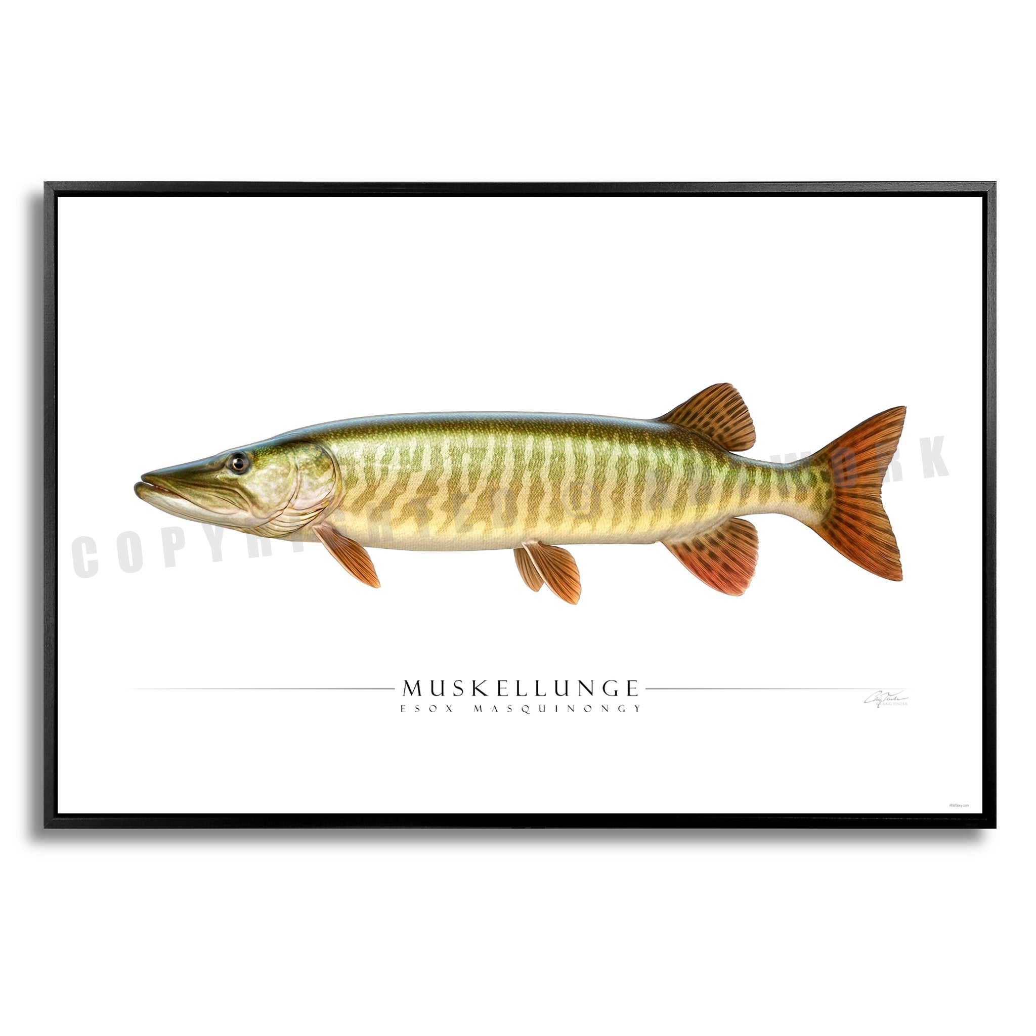 Muskellunge - Side View