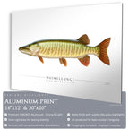 Muskellunge - Side View