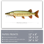 Muskellunge - Side View