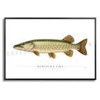 Northern Pike - Side View
