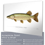 Northern Pike - Side View