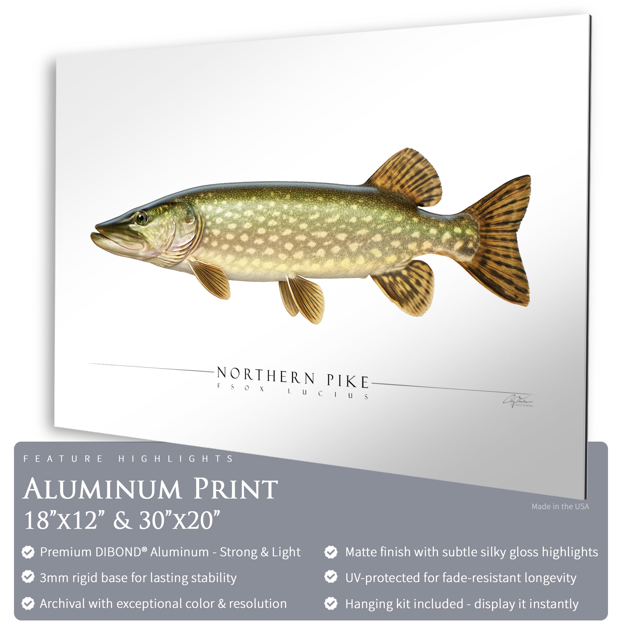 Northern Pike - Side View