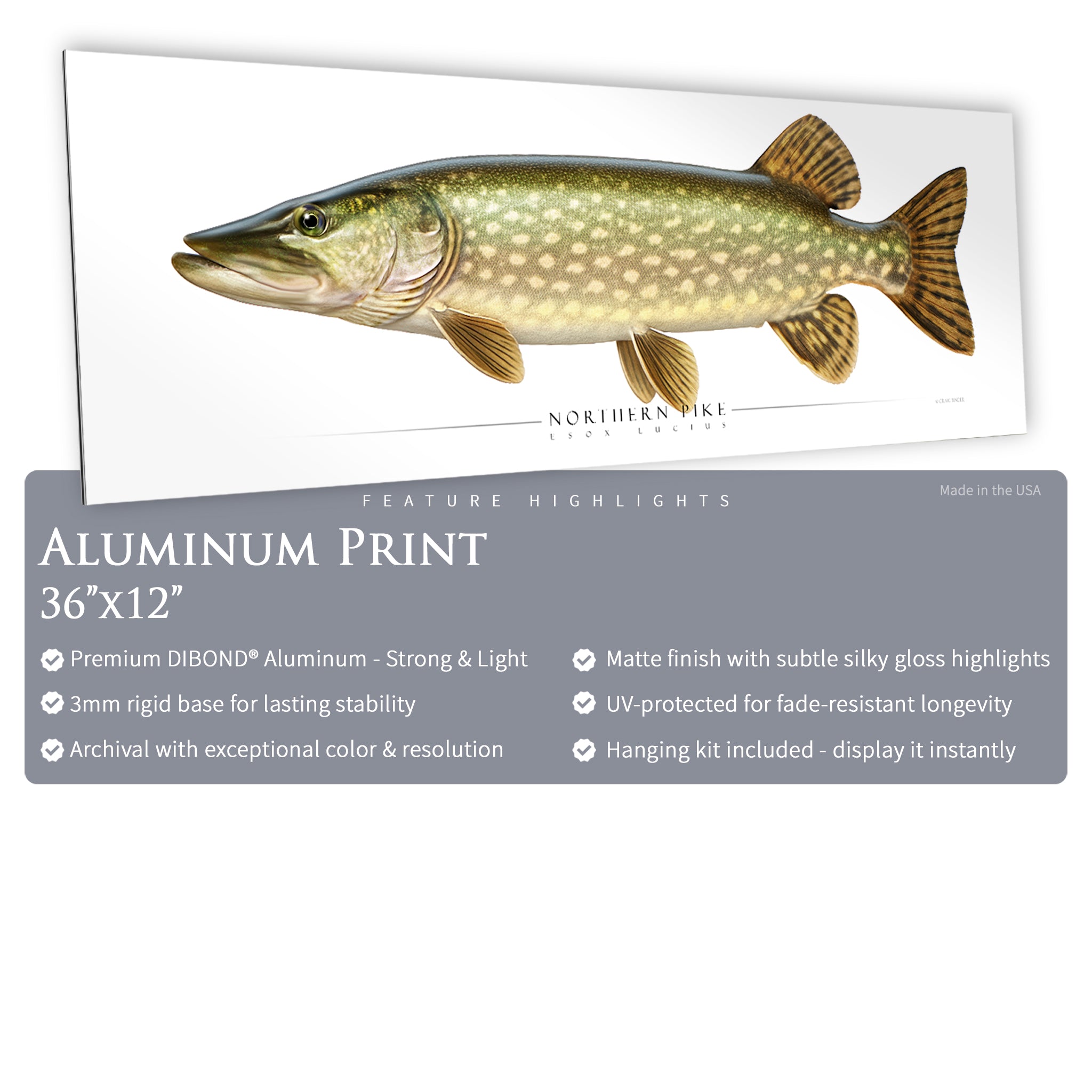 Northern Pike - Side View