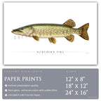 Northern Pike - Side View
