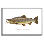 Atlantic Salmon (Spawning) - Side View