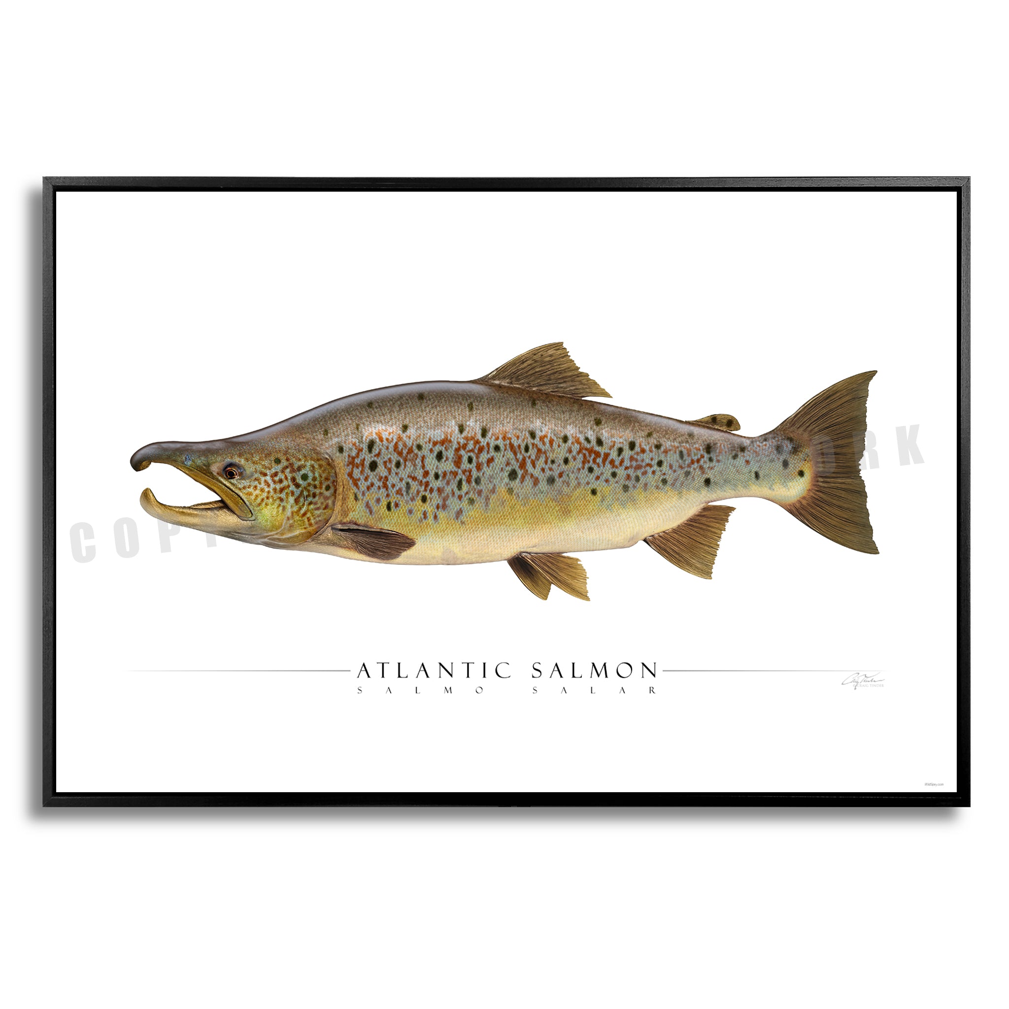 Atlantic Salmon (Spawning) - Side View