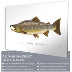 Atlantic Salmon (Spawning) - Side View