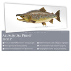 Atlantic Salmon (Spawning) - Side View