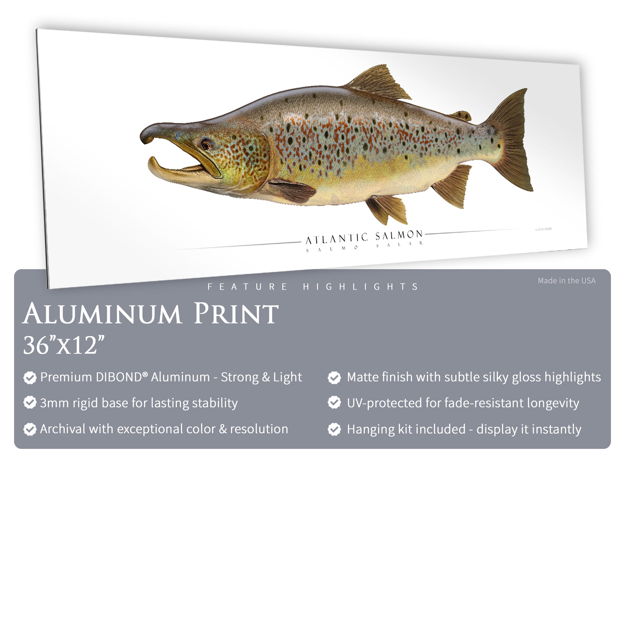 Atlantic Salmon (Spawning) - Side View