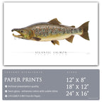 Atlantic Salmon (Spawning) - Side View