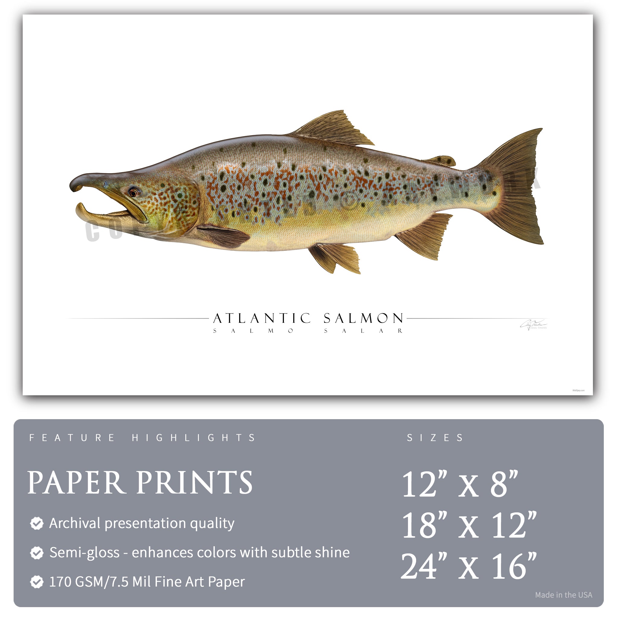 Atlantic Salmon (Spawning) - Side View