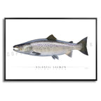 Atlantic Salmon - Side View