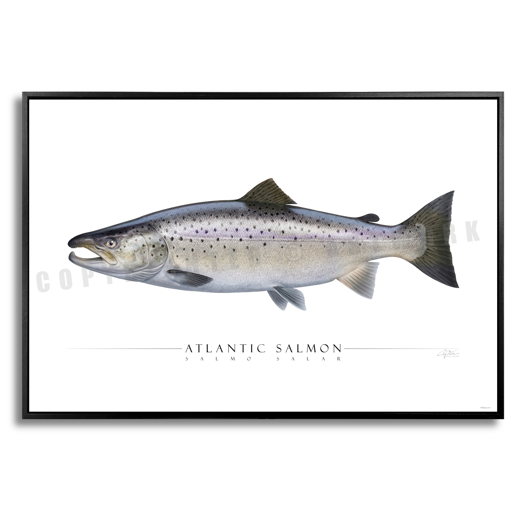 Atlantic Salmon - Side View