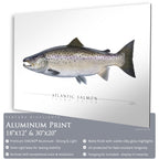 Atlantic Salmon - Side View
