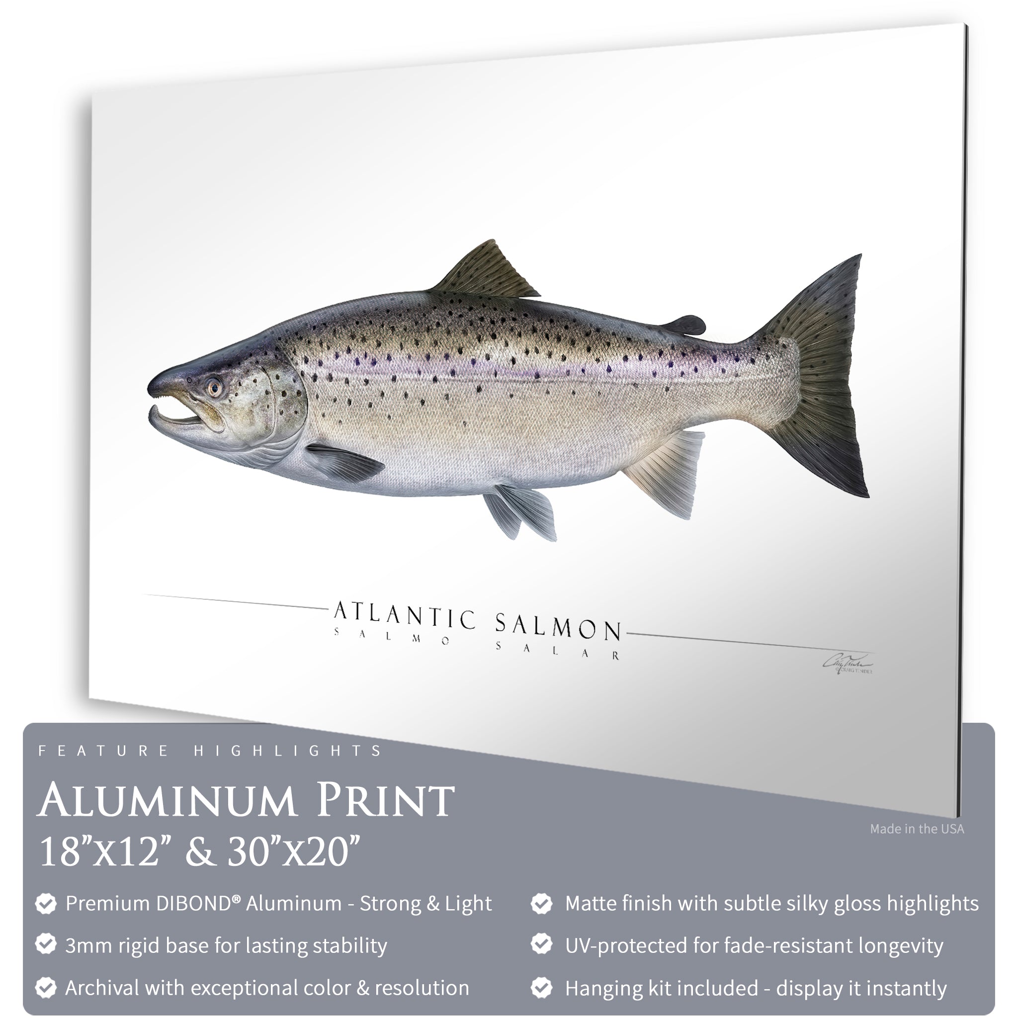 Atlantic Salmon - Side View