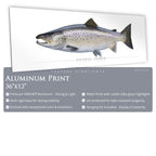 Atlantic Salmon - Side View