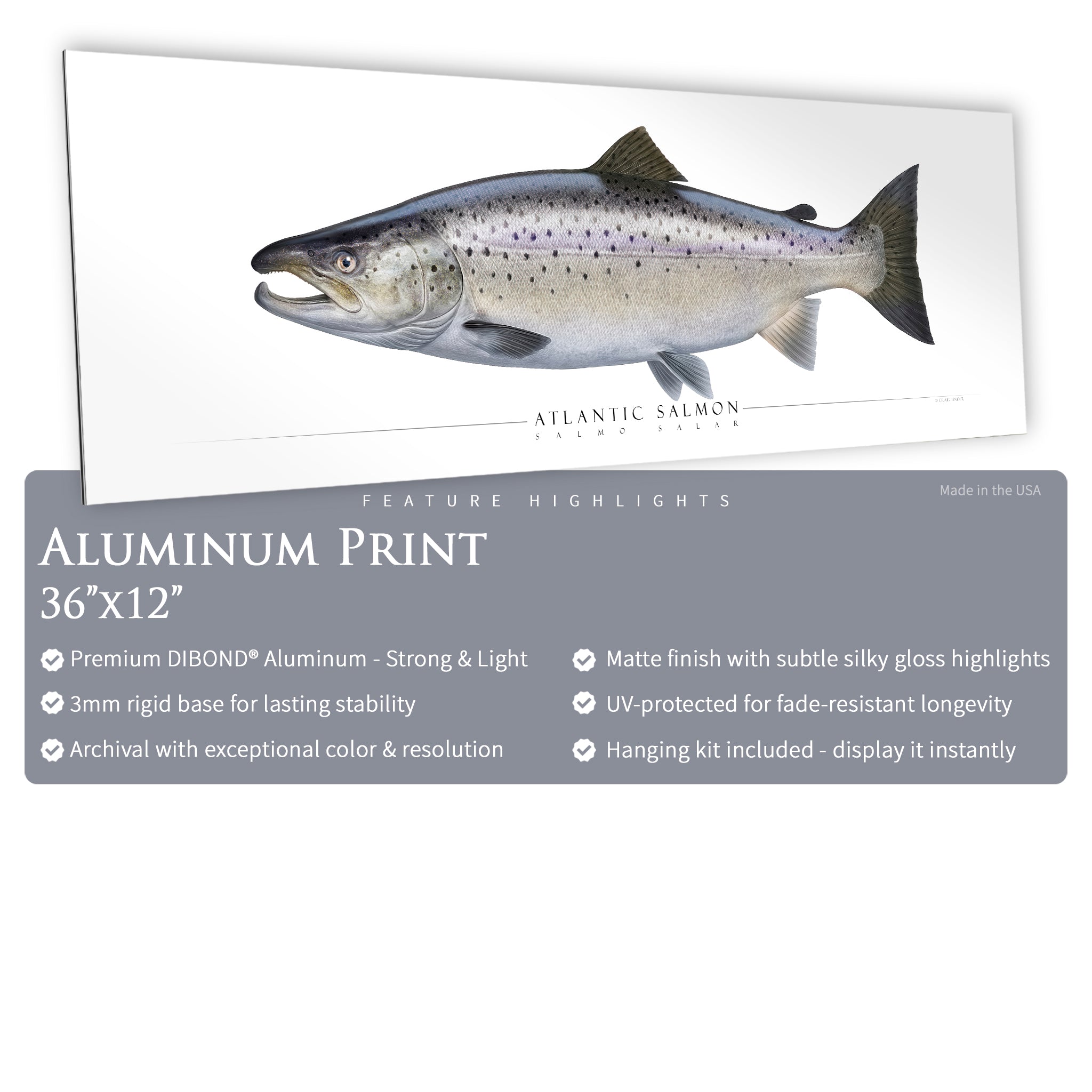 Atlantic Salmon - Side View