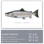 Atlantic Salmon - Side View