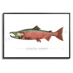 Chinook Salmon (Spawning) - Side View