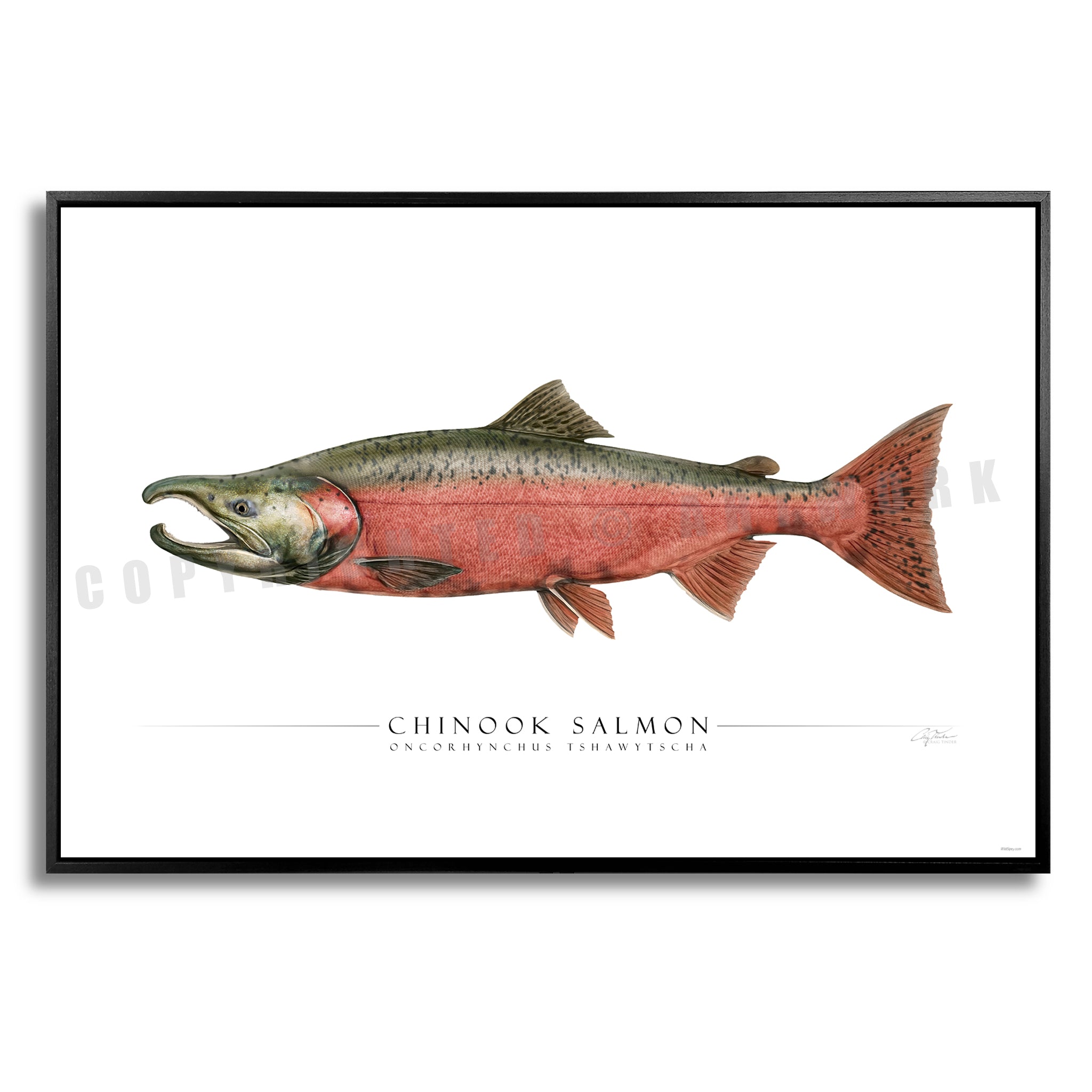 Chinook Salmon (Spawning) - Side View