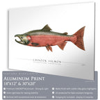 Chinook Salmon (Spawning) - Side View