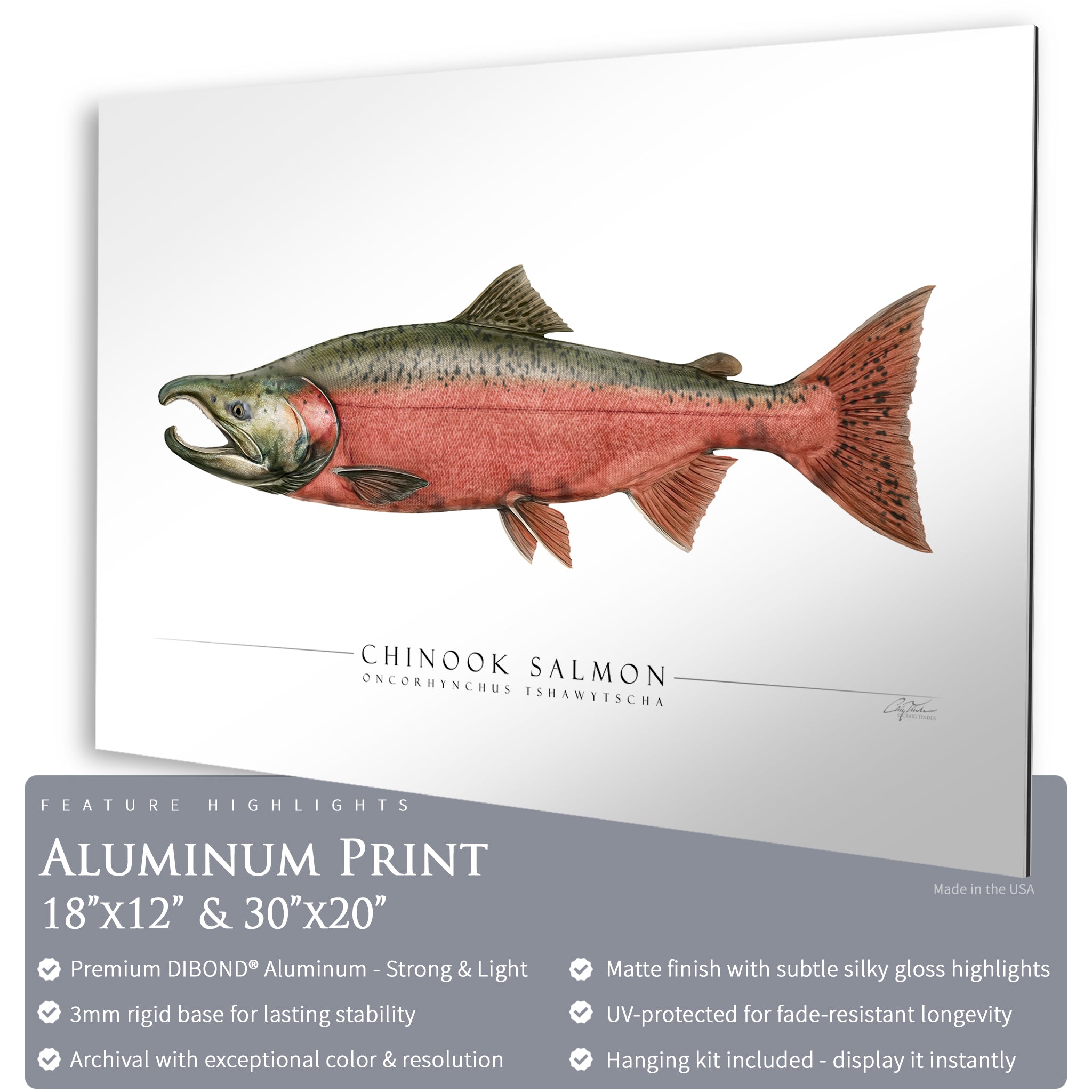 Chinook Salmon (Spawning) - Side View