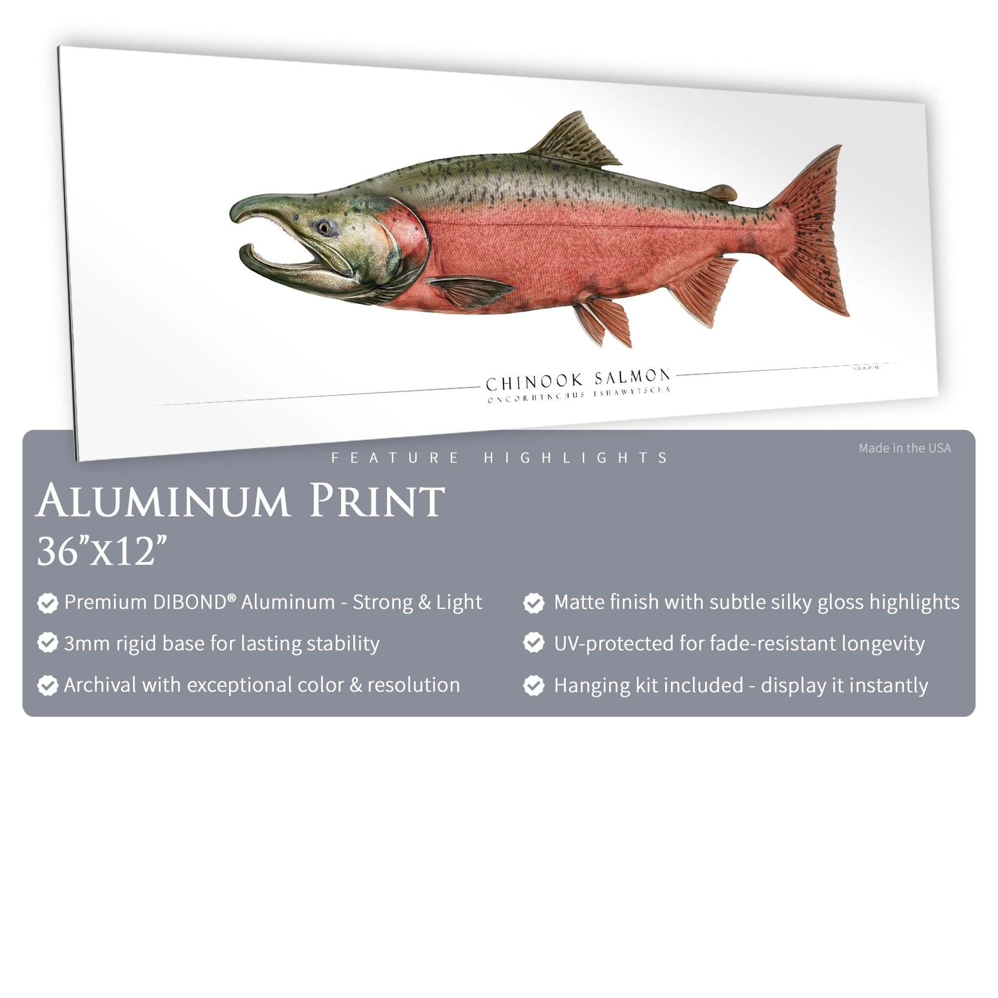 Chinook Salmon (Spawning) - Side View