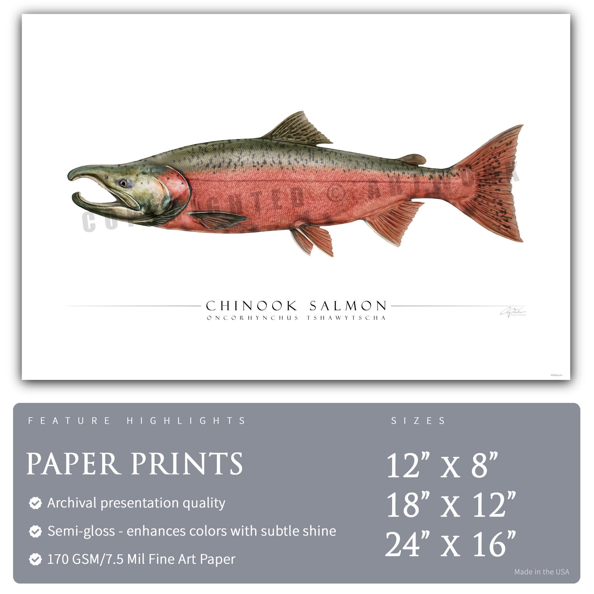 Chinook Salmon (Spawning) - Side View