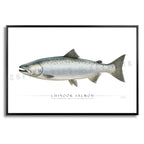 Chinook Salmon - Side View