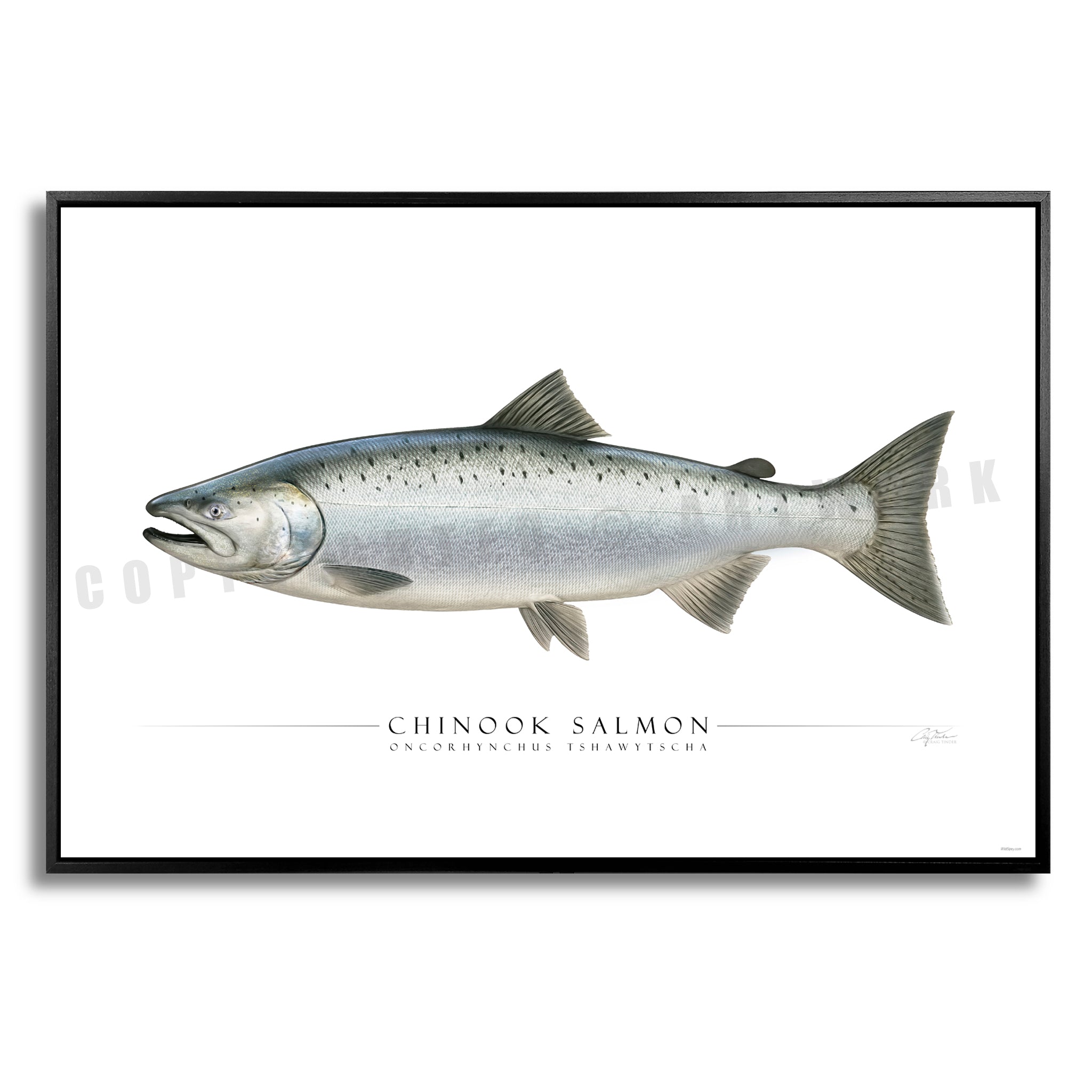 Chinook Salmon - Side View