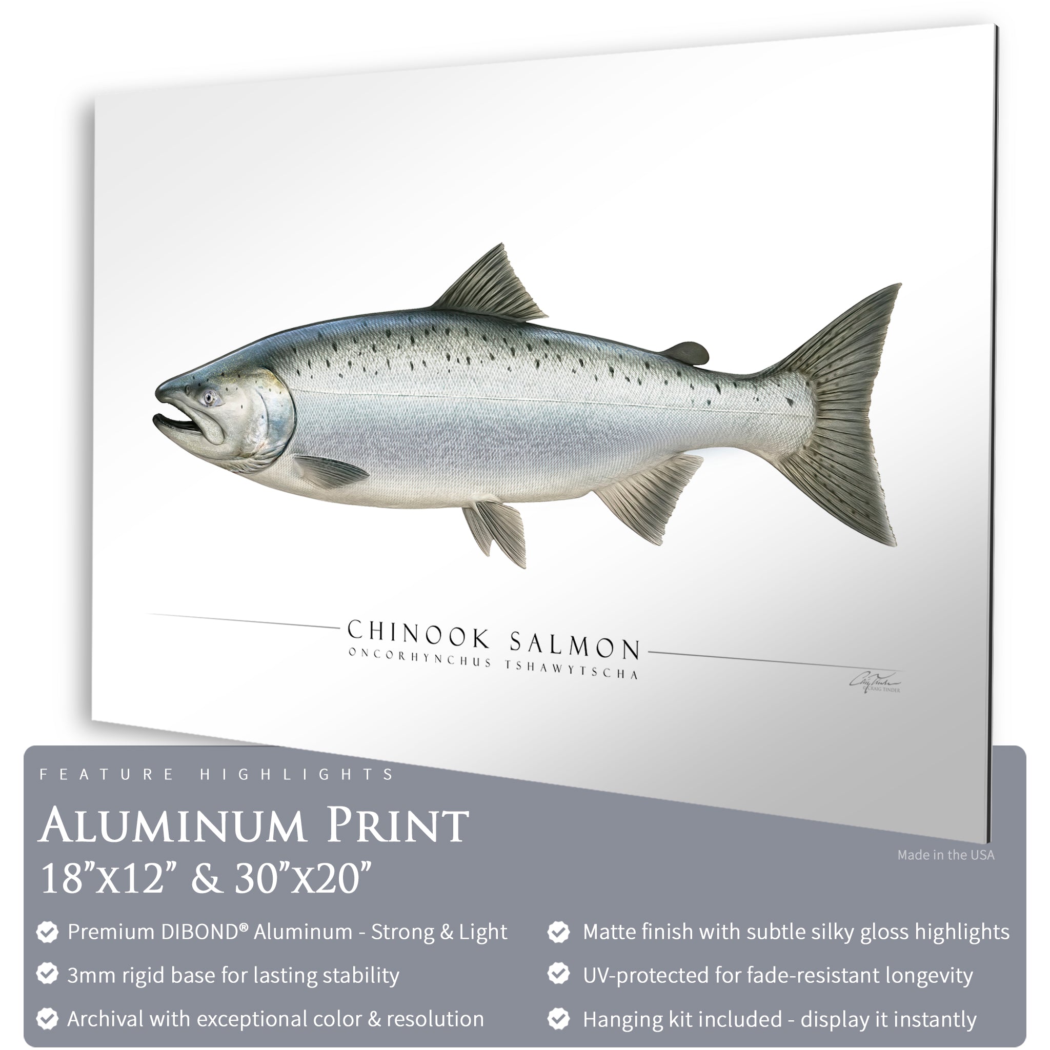 Chinook Salmon - Side View