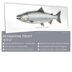 Chinook Salmon - Side View