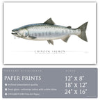 Chinook Salmon - Side View