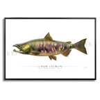 Chum Salmon - Side View