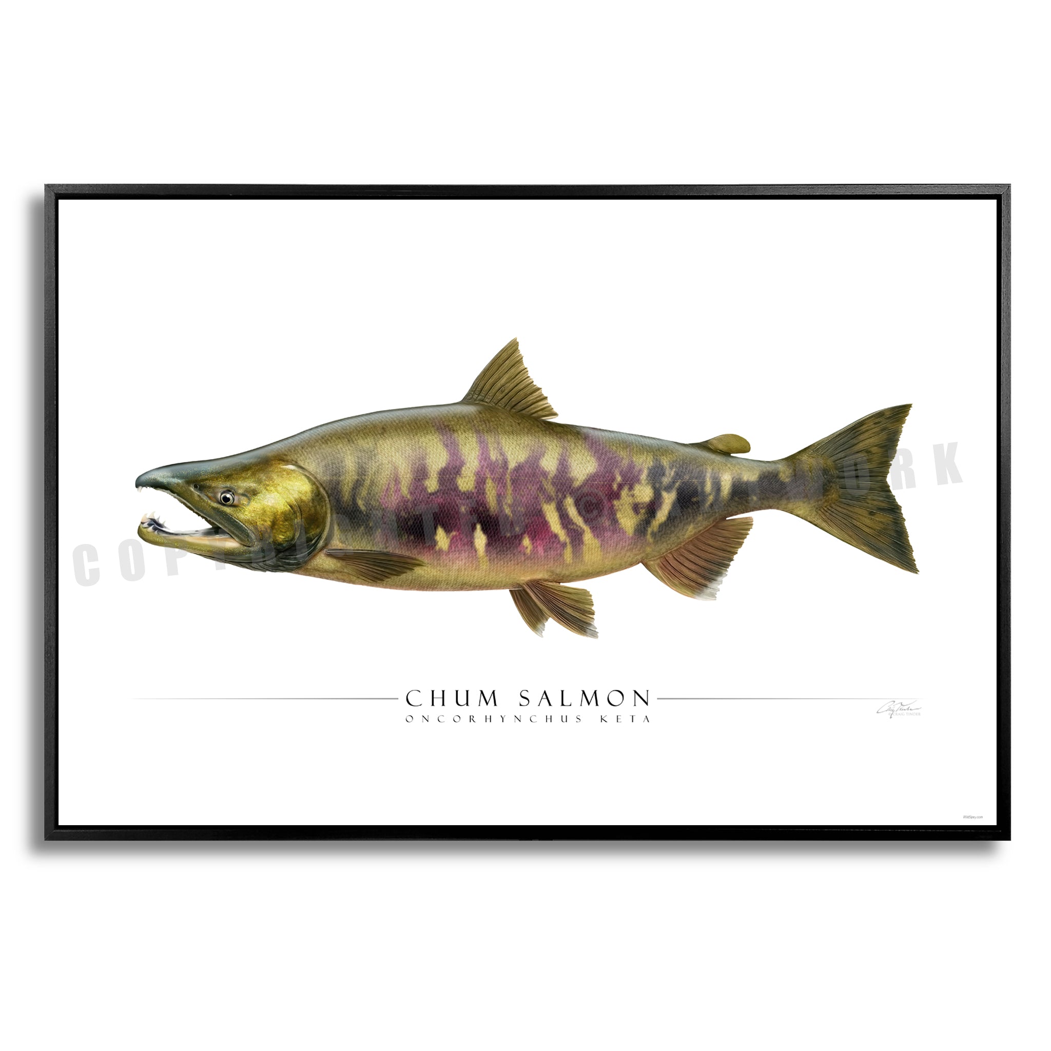Chum Salmon - Side View
